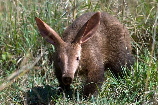 Afrika #9 - afrik. Ameisenbär (Erdferkel)