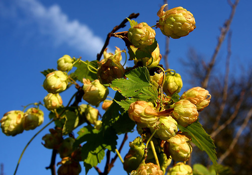 Wilder Hopfen