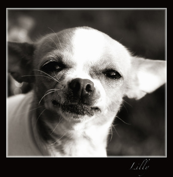 Lilly
