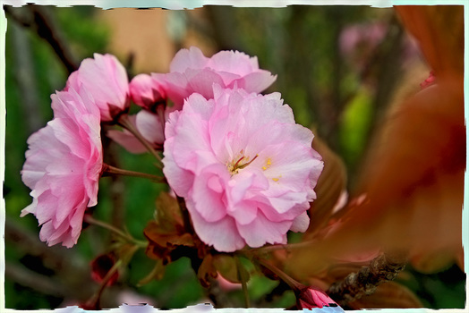 Blume