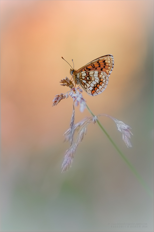 Schmetterling