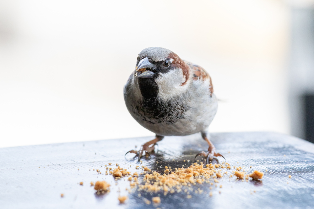 Spatzengesellschaft bei der Kaffeepause :-)