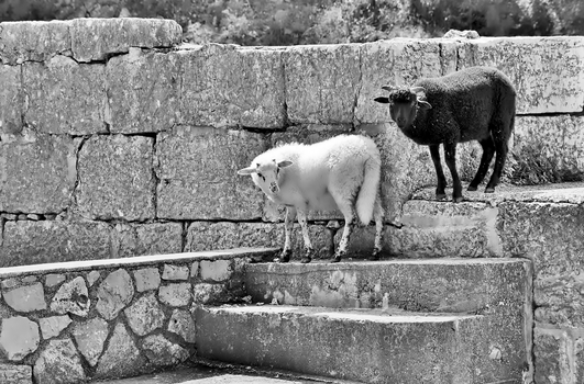 Black & White goes Schwarz/Weiß ;-)