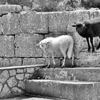 Black & White goes Schwarz/Weiß ;-)