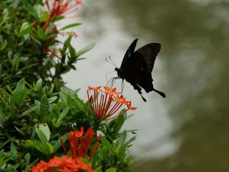 Schmetterling