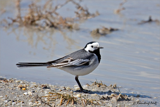 Bachstelze-(Motacilla-alba)