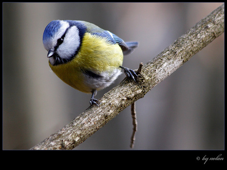 Blaumeise