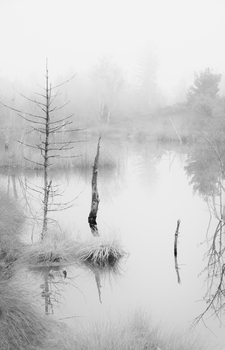 Nebel im Moor