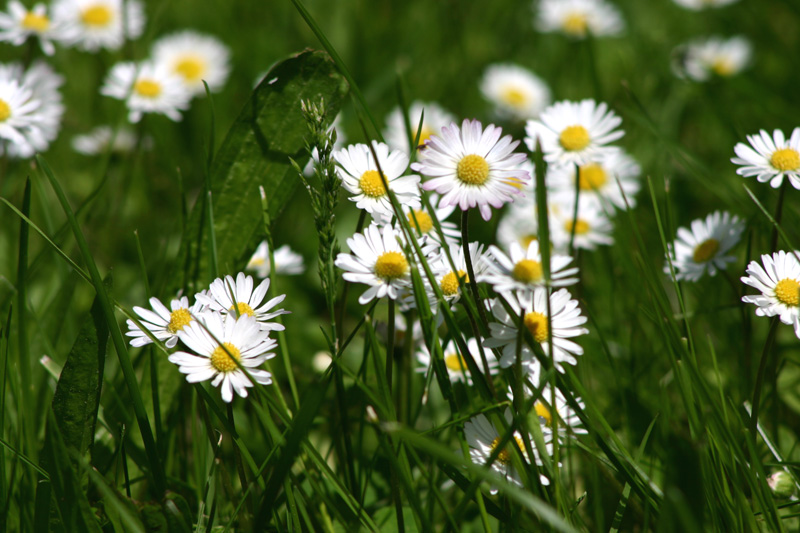 Ein Meer von Gänseblümchen