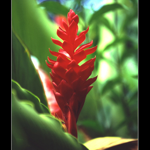 red flower