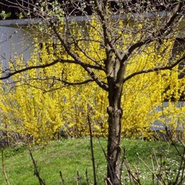 Die Farbe des Glücks