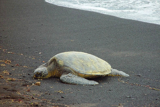 Suppenschildkröte