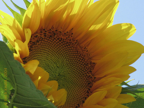 Sonnenblume