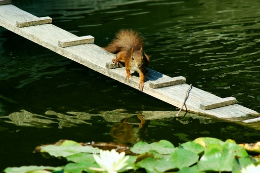 Eichhörnchen