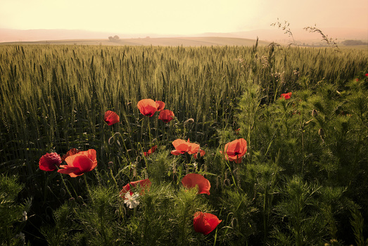 Mohnblumen in der Morgensonne