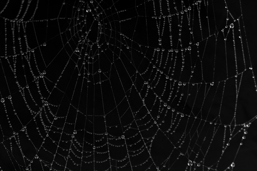 Im Netz