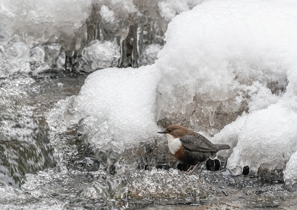 Wasseramsel on the Rocks