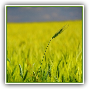 (ein Bett) im Kornfeld