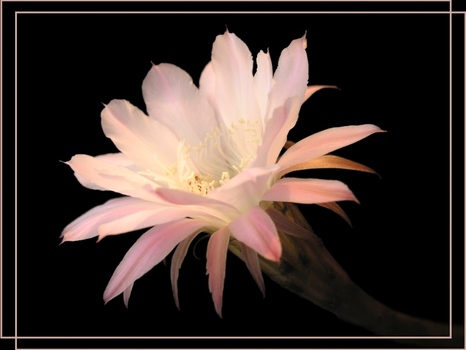 Kakteen (1) - Echinopsis