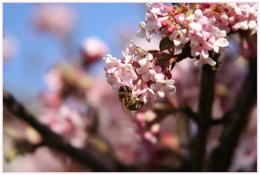 Der Frühling erwacht