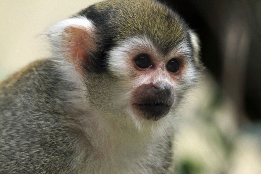 Totenkopfaffe (Saimiri sciureus)