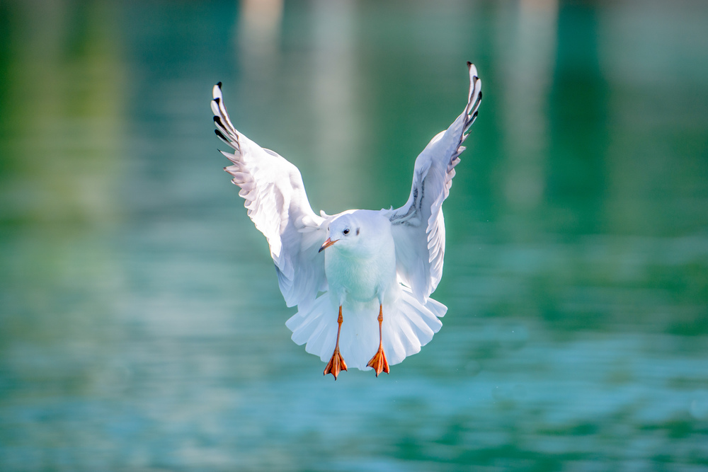 Möwe am Attersee