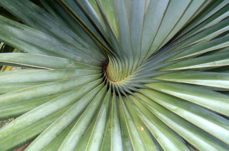 Geometrie der Natur