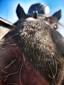 Pferd mit Hut