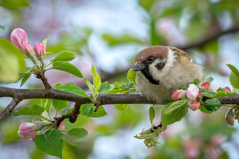Feldsperling im Apfelbaum