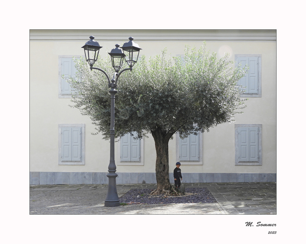Der Olivenbaum