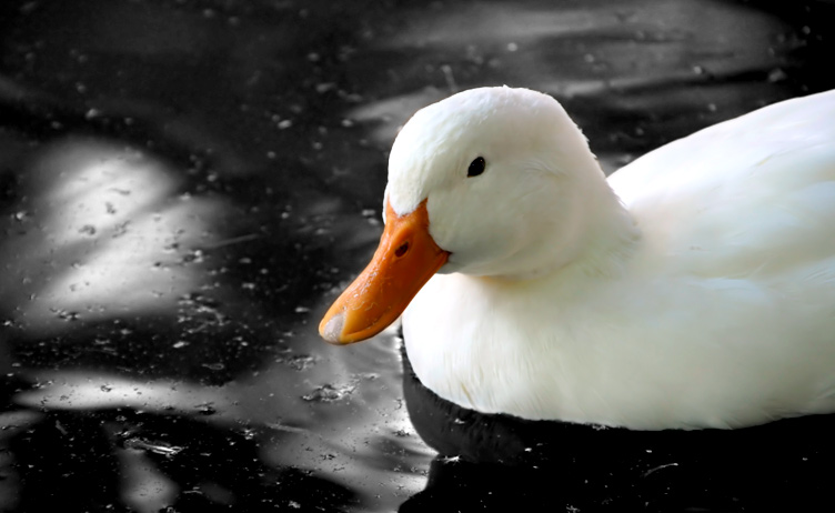 ente