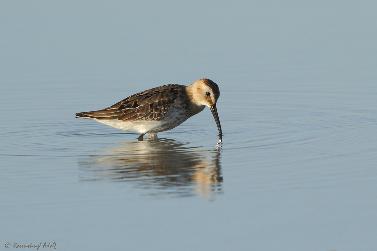 Alpenstrandläufer (Calidris alpina)