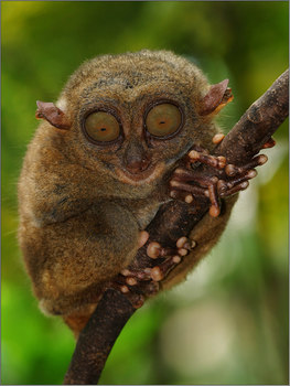 Tarsier
