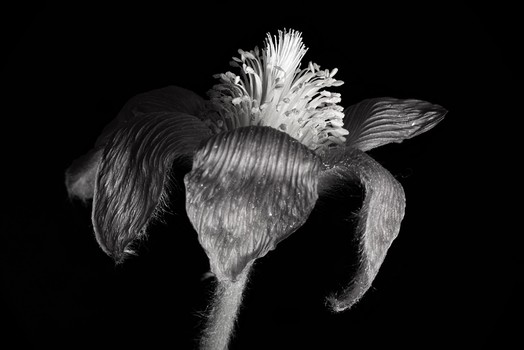 Pulsatilla vulgaris