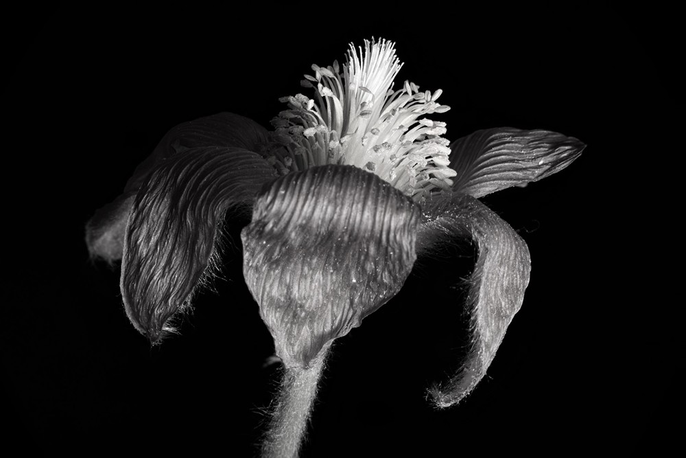 Pulsatilla vulgaris