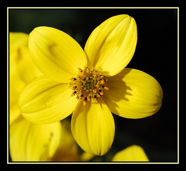 Yellow Flower