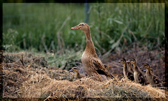 Entenfamilie