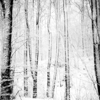 winterwald