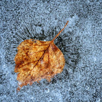 Blatt IV