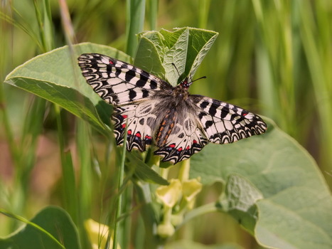 Osterluzeifalter
