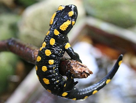 Feuersalamander