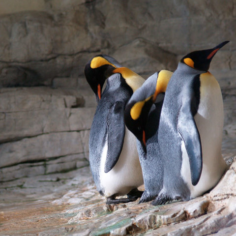 [3 penguins]