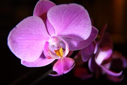 Orchidee am Fensterbrett