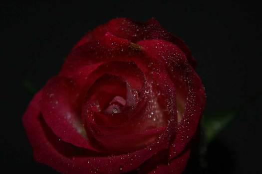 Rose Ersten Macro Versuche