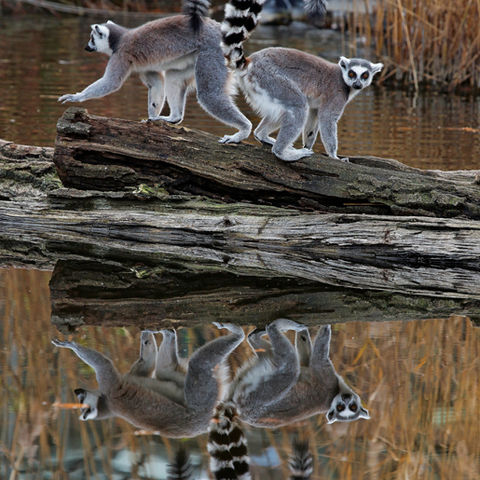 Spiegelbild