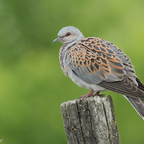 Turteltaube (Streptopelia turtur)