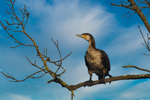 Kormoran