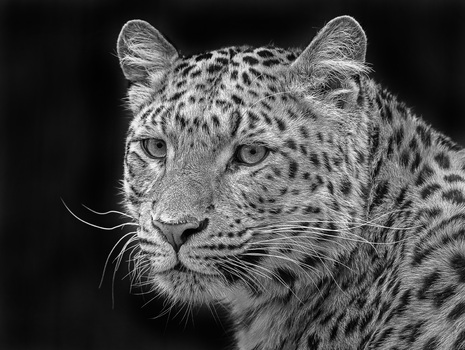 Leo black and white
