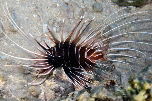 Rotfeuerfisch