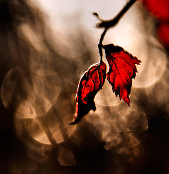 Herbstblätter